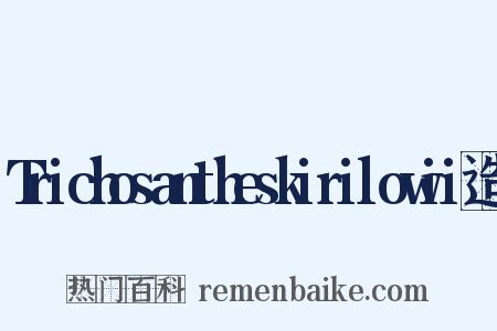 Trichosantheskirilowii造句是什么意思的图片